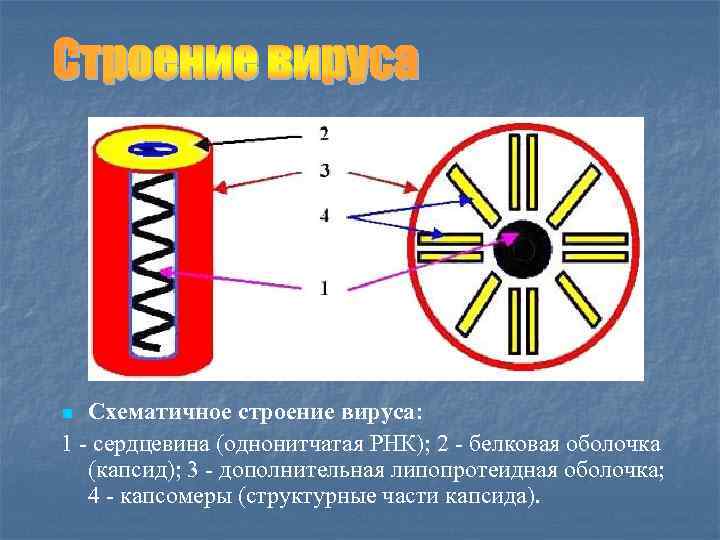 Схематичное строение вируса: 1 - сердцевина (однонитчатая РНК); 2 - белковая оболочка (капсид); 3