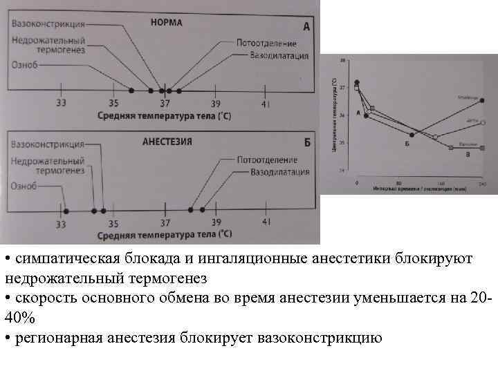  • симпатическая блокада и ингаляционные анестетики блокируют недрожательный термогенез • скорость основного обмена