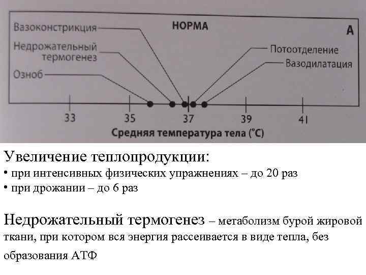 Увеличение теплопродукции: • при интенсивных физических упражнениях – до 20 раз • при дрожании
