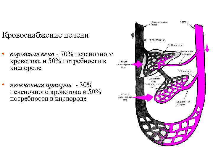 Кровоснабжение печени • воротная вена - 70% печеночного кровотока и 50% потребности в кислороде