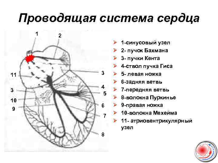 Проводящая система сердца 1 2 11 3 3 4 5 10 9 6 7
