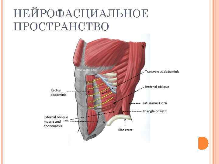 НЕЙРОФАСЦИАЛЬНОЕ ПРОСТРАНСТВО 