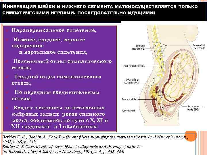 ИННЕРВАЦИЯ ШЕЙКИ И НИЖНЕГО СЕГМЕНТА МАТКИОСУЩЕСТВЛЯЕТСЯ ТОЛЬКО СИМПАТИЧЕСКИМИ НЕРВАМИ, ПОСЛЕДОВАТЕЛЬНО ИДУЩИМИ: ü Парацервикальное сплетение,