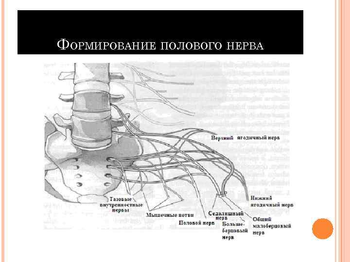 ФОРМИРОВАНИЕ ПОЛОВОГО НЕРВА 