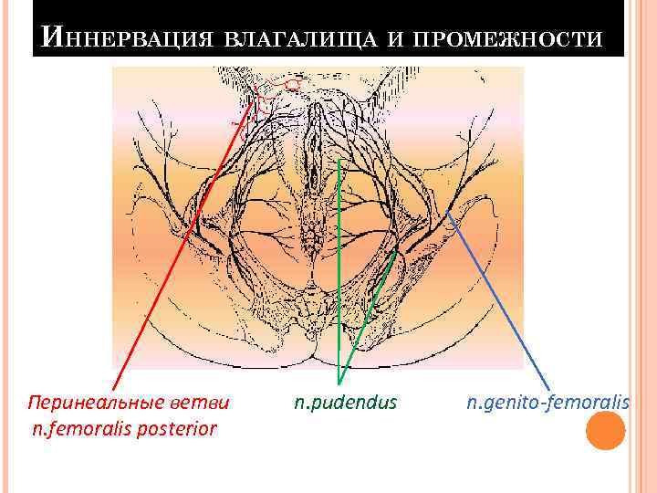 ИННЕРВАЦИЯ ВЛАГАЛИЩА И ПРОМЕЖНОСТИ Перинеальные ветви n. femoralis posterior n. pudendus n. genito-femoralis 