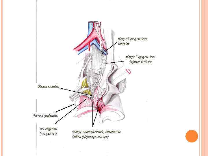 plexus hypogastricus superior plexus hypogastricus inferior senister Plexus rectalis Nervus pudendus nn. erigentes (nn.