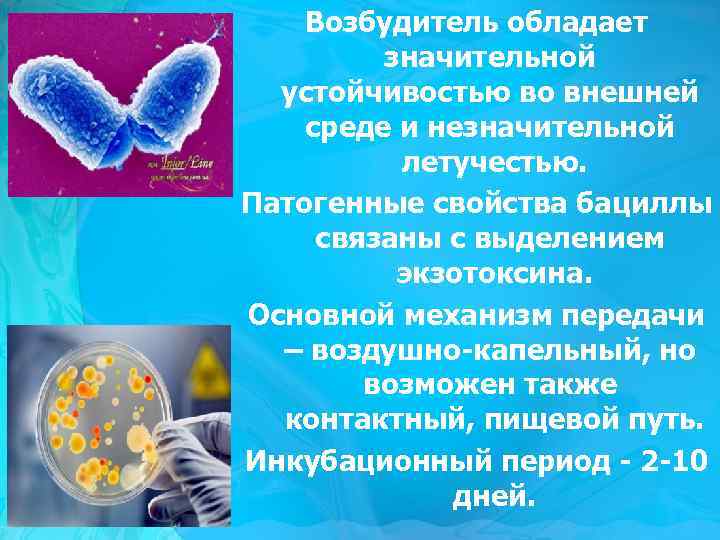 Возбудитель обладает значительной устойчивостью во внешней среде и незначительной летучестью. Патогенные свойства бациллы связаны