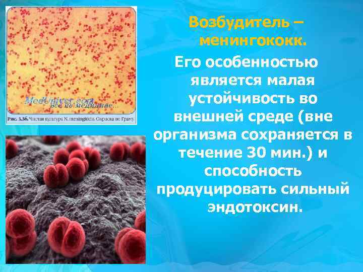 Возбудитель – менингококк. Его особенностью является малая устойчивость во внешней среде (вне организма сохраняется