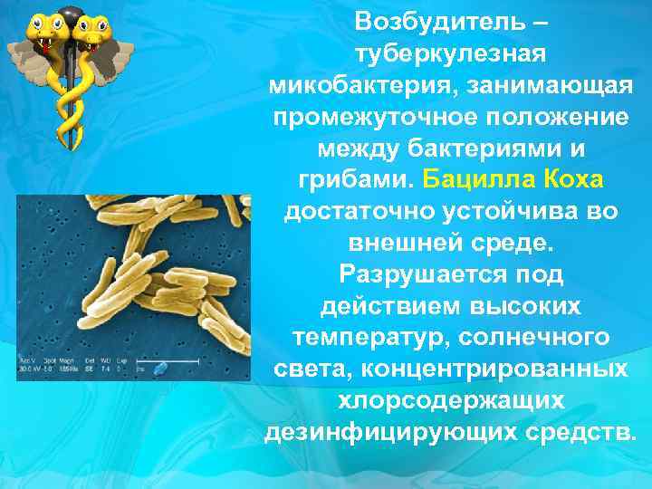 Возбудитель – туберкулезная микобактерия, занимающая промежуточное положение между бактериями и грибами. Бацилла Коха достаточно