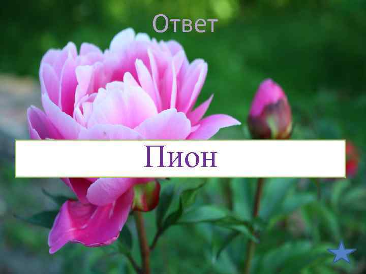 Ответ Пион 