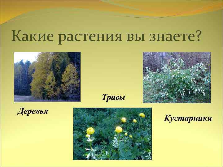 Какие растения вы знаете? Травы Деревья Кустарники 