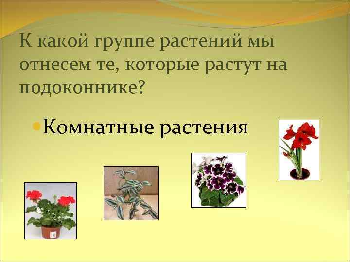 К какой группе растений мы отнесем те, которые растут на подоконнике? Комнатные растения 