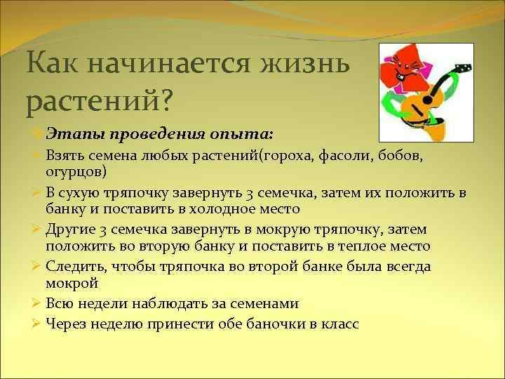 Как начинается жизнь растений? v Этапы проведения опыта: Ø Взять семена любых растений(гороха, фасоли,