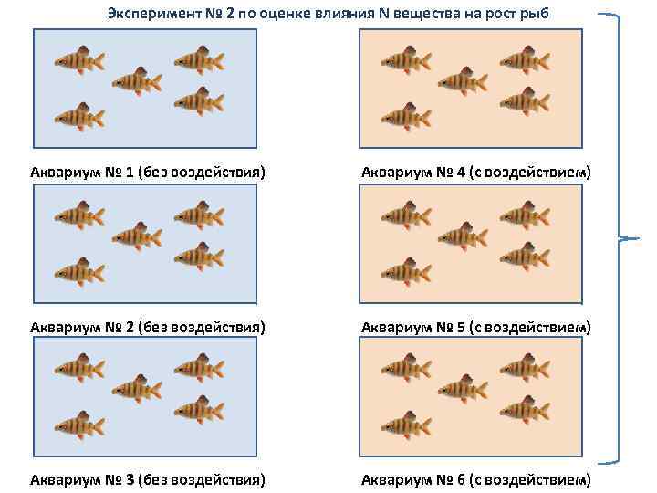 Эксперимент № 2 по оценке влияния N вещества на рост рыб Аквариум № 1