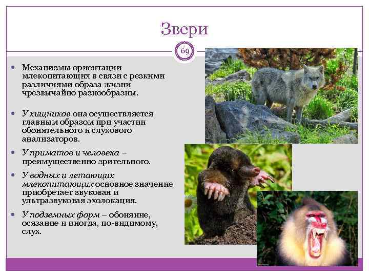Поведение млекопитающих 8 класс презентация. RFR ;bdjnyst jhbtynbhe.NCZ D Ghjcnhfycndt. Как животные ориентируются в окружающей среде. Как животные ориентируются в пространстве. Ориентация животных.