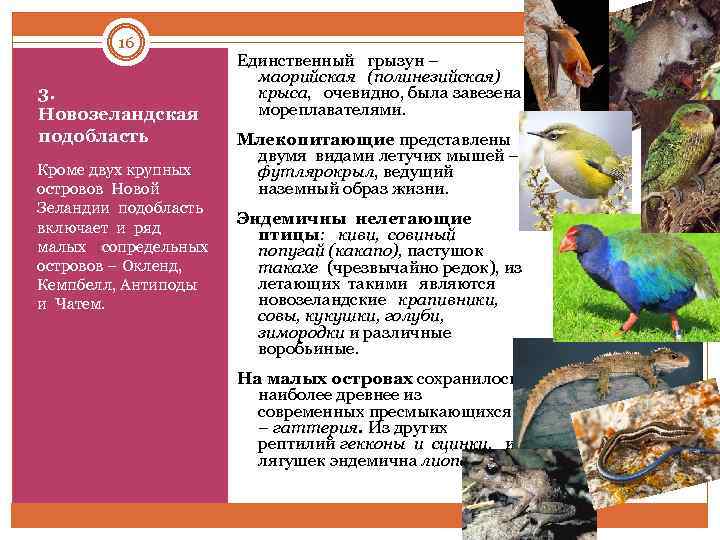 16 3. Новозеландская подобласть Кроме двух крупных островов Новой Зеландии подобласть включает и ряд