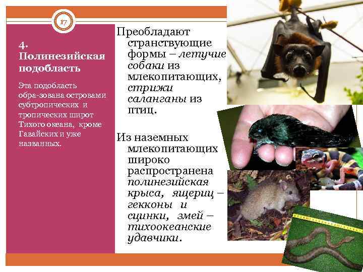 17 Преобладают странствующие 4. формы – летучие Полинезийская собаки из подобласть млекопитающих, Эта подобласть