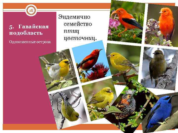 18 5. Гавайская подобласть Одноименные острова Эндемично семейство птиц цветочниц. 
