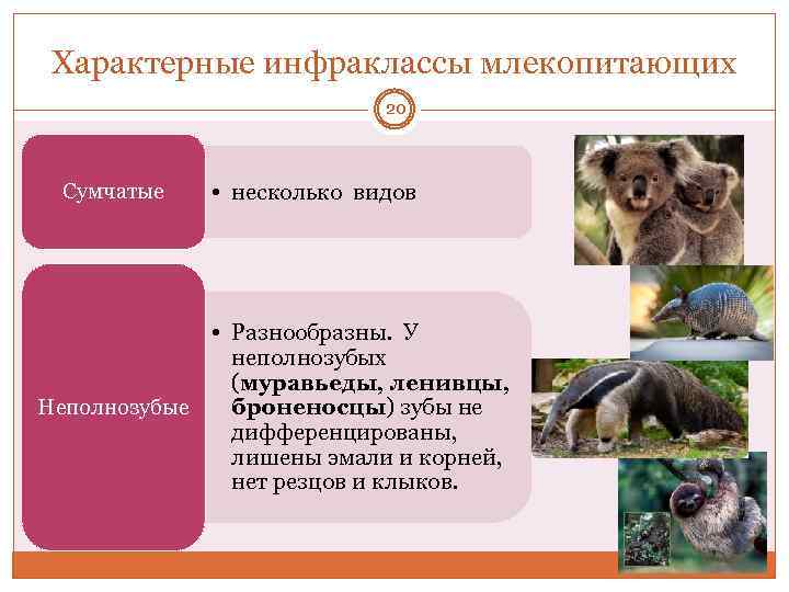 Характерные инфраклассы млекопитающих 20 Сумчатые • несколько видов • Разнообразны. У неполнозубых (муравьеды, ленивцы,