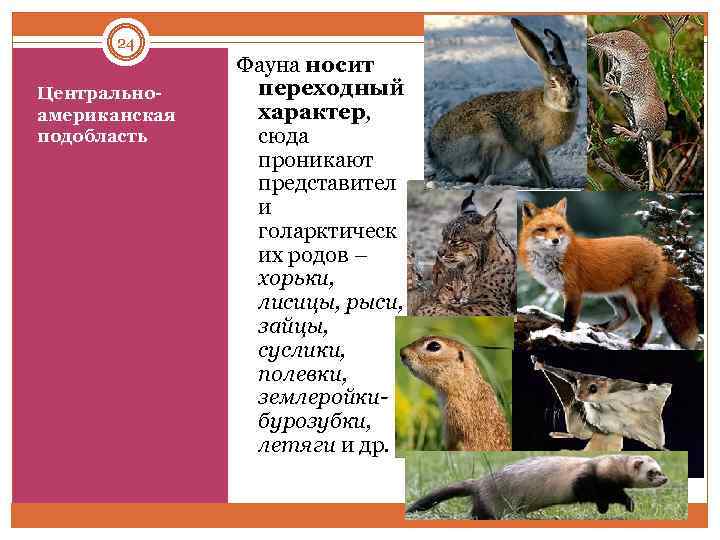 24 Центрально американская подобласть Фауна носит переходный характер, сюда проникают представител и голарктическ их