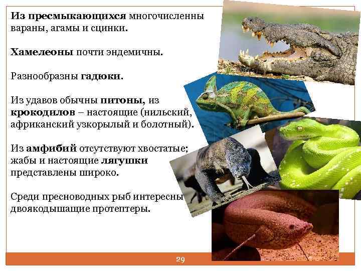 Из пресмыкающихся многочисленны вараны, агамы и сцинки. Хамелеоны почти эндемичны. Разнообразны гадюки. Из удавов
