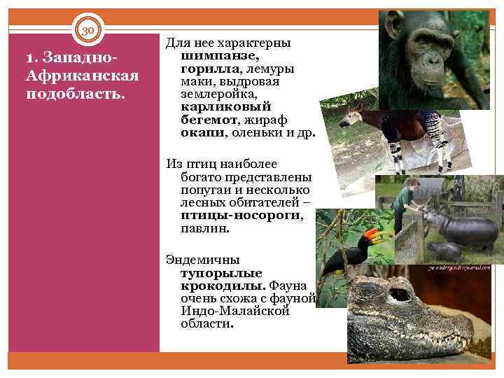 30 1. Западно Африканская подобласть. Для нее характерны шимпанзе, горилла, лемуры маки, выдровая землеройка,