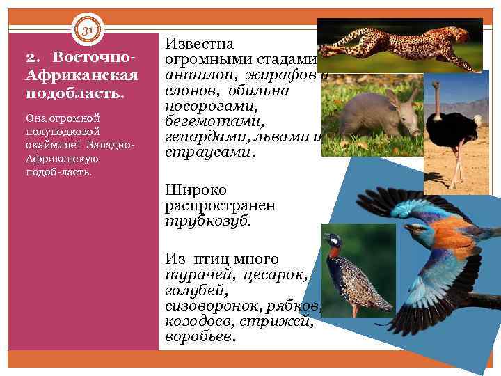 31 2. Восточно Африканская подобласть. Она огромной полуподковой окаймляет Западно Африканскую подоб ласть. Известна