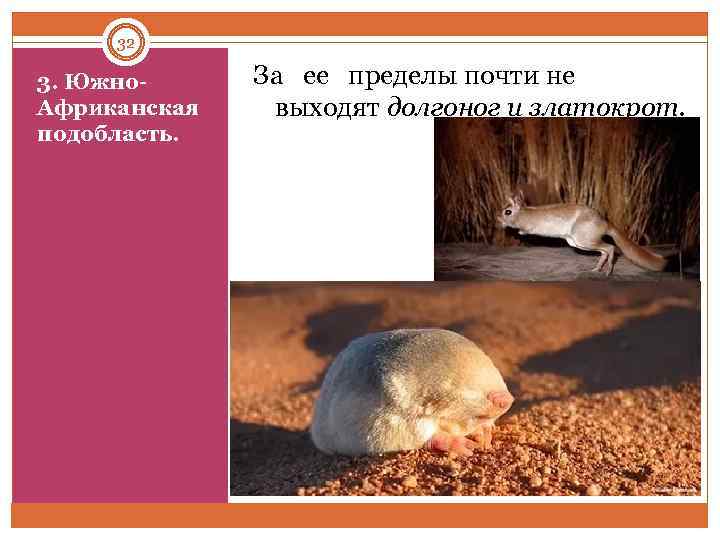 32 3. Южно Африканская подобласть. За ее пределы почти не выходят долгоног и златокрот.