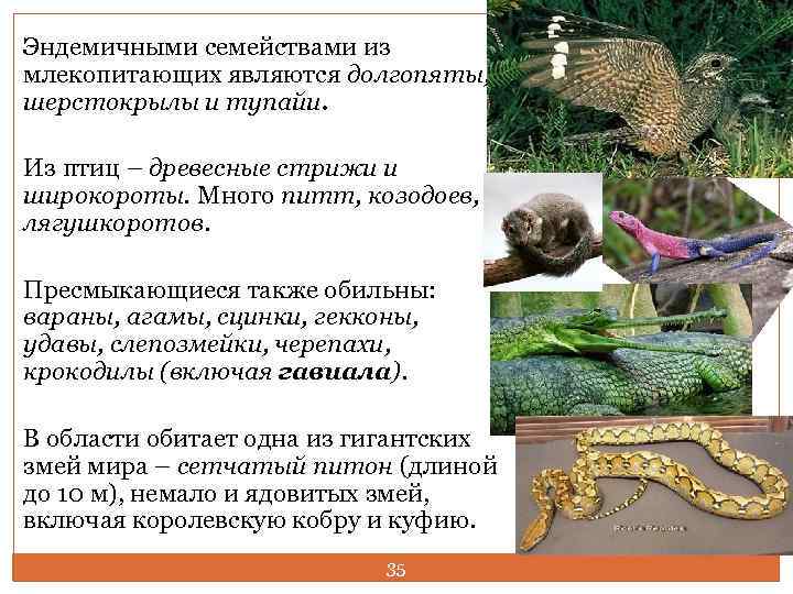 Эндемичными семействами из млекопитающих являются долгопяты, шерстокрылы и тупайи. Из птиц – древесные стрижи