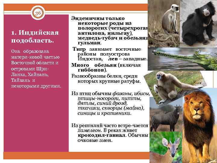 36 1. Индийская подобласть. Она образована матери ковой частью Восточной области и островами Шри
