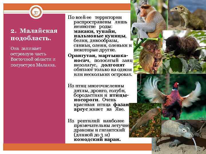 37 2. Малайская подобласть. Она занимает островную часть Восточной области и полуостров Малакка. По