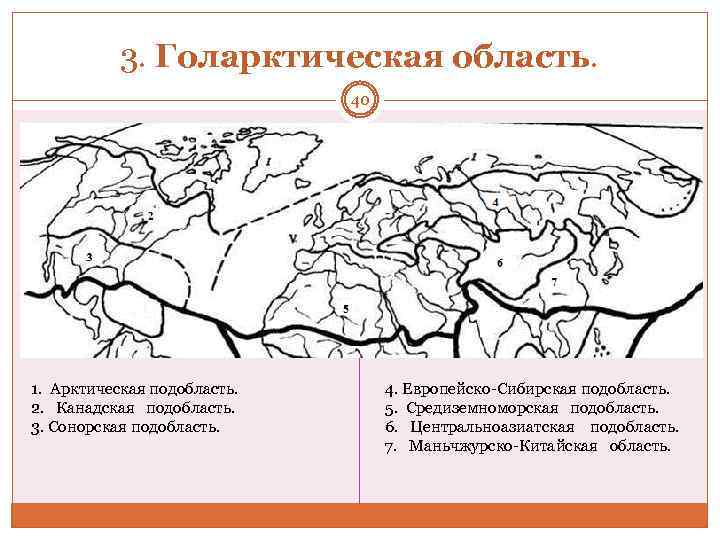 3. Голарктическая область. 40 1. Арктическая подобласть. 2. Канадская подобласть. 3. Сонорская подобласть. 4.