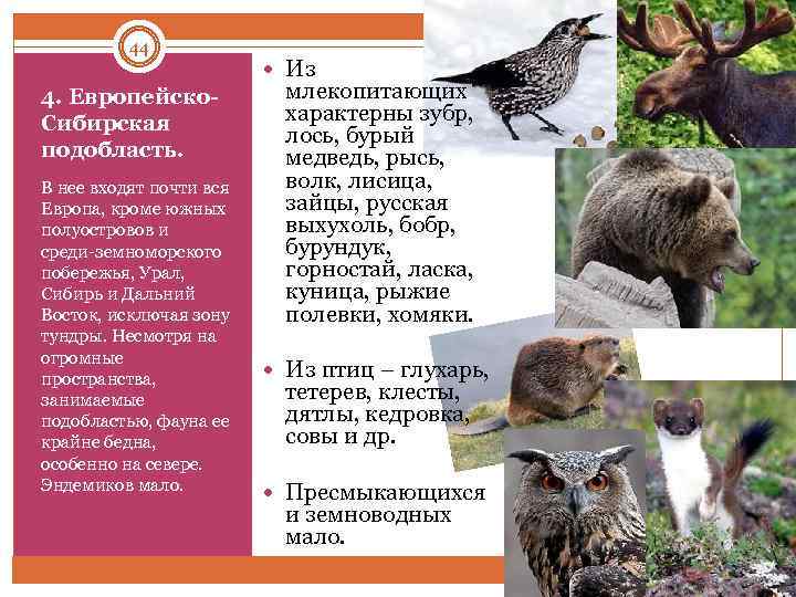 44 4. Европейско Сибирская подобласть. В нее входят почти вся Европа, кроме южных полуостровов