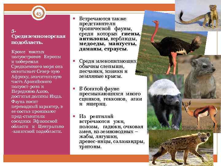 45 5. Средиземноморская подобласть. Кроме южных полуостровов Европы и побережья Средиземного моря она охватывает