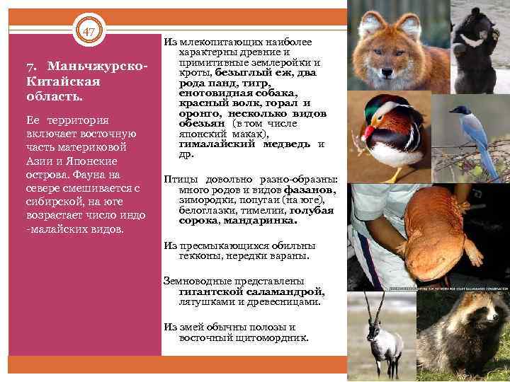 47 7. Маньчжурско Китайская область. Ее территория включает восточную часть материковой Азии и Японские