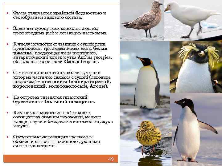  Фауна отличается крайней бедностью и своеобразием видового состава. Здесь нет сухопутных млекопитающих, пресноводных