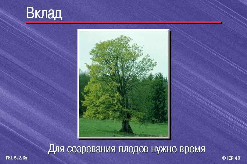 Вклад FSL 5. 2. 3 s Для созревания плодов нужно время © IEF 40