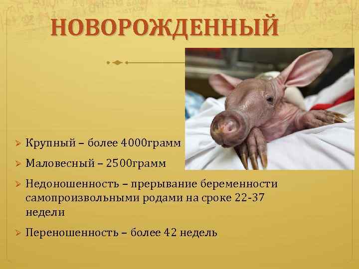 НОВОРОЖДЕННЫЙ Ø Крупный – более 4000 грамм Ø Маловесный – 2500 грамм Ø Недоношенность