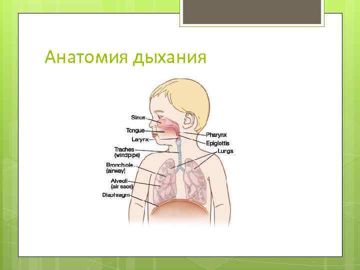 Анатомия дыхания 