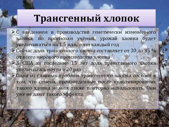 Трансгенный хлопок Ø С введением в производство генетически изменённого хлопка, по прогнозам учёных, урожай