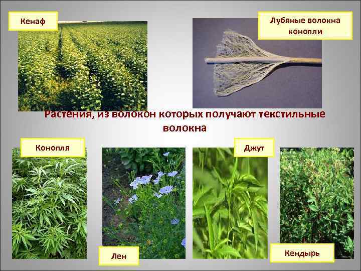 Лубяные волокна конопли Кенаф Растения, из волокон которых получают текстильные волокна Конопля Джут Лен