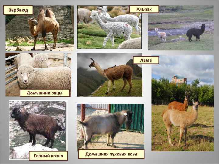 Альпак Верблюд Лама Домашние овцы Горный козел Домашняя пуховая коза 