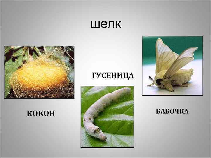 шелк ГУСЕНИЦА КОКОН БАБОЧКА 