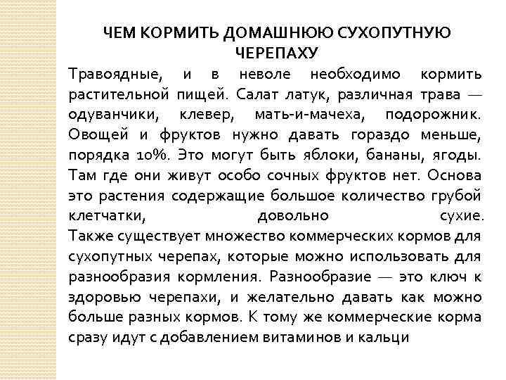 ЧЕМ КОРМИТЬ ДОМАШНЮЮ СУХОПУТНУЮ ЧЕРЕПАХУ Травоядные, и в неволе необходимо кормить растительной пищей. Салат