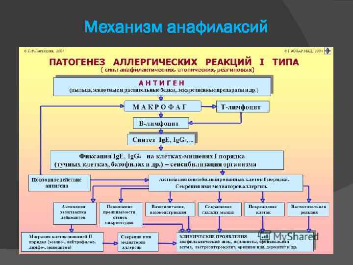 Механизм анафилаксий 