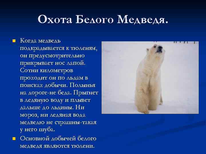 Охота Белого Медведя. n n Когда медведь подкрадывается к тюленям, он предусмотрительно прикрывает нос