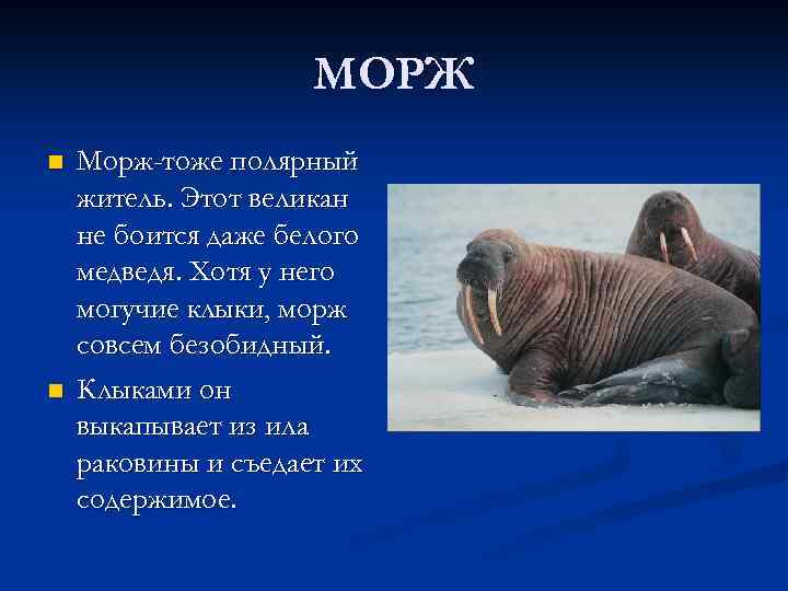 МОРЖ n n Морж-тоже полярный житель. Этот великан не боится даже белого медведя. Хотя