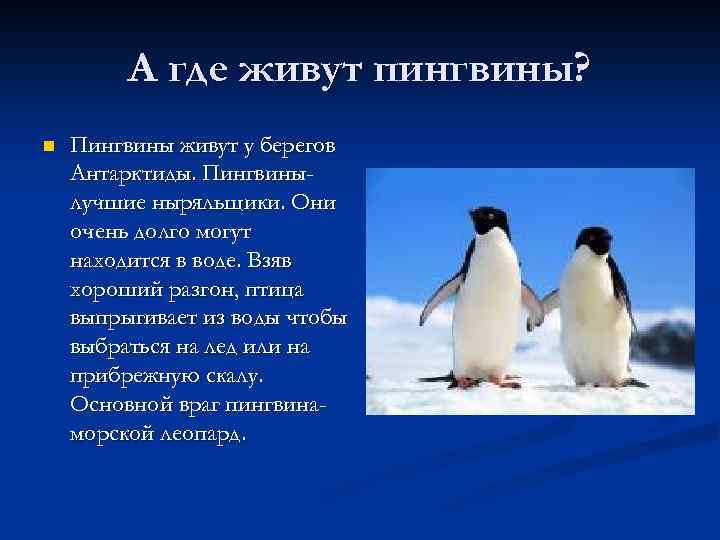 А где живут пингвины? n Пингвины живут у берегов Антарктиды. Пингвинылучшие ныряльщики. Они очень