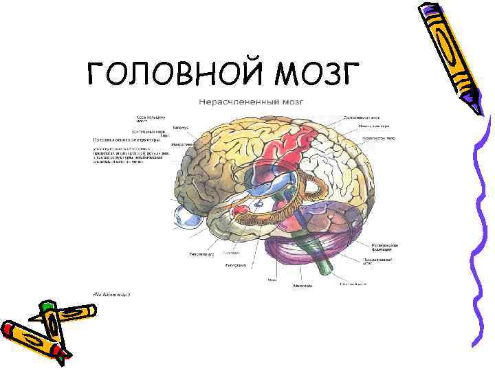 ГОЛОВНОЙ МОЗГ 