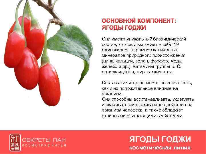ОСНОВНОЙ КОМПОНЕНТ: ЯГОДЫ ГОДЖИ Они имеют уникальный биохимический состав, который включает в себя 19
